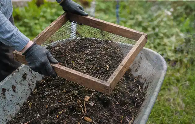 Behandschuhte Hände sieben reifen Kompost über einer Gartenschubkarre; Thema Kirschbäume, Schwerpunkt Ernte; Praxisalltag.