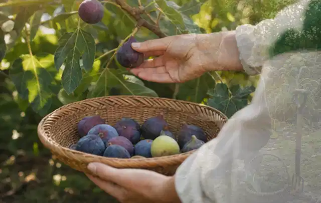 Hand pflückt eine reife Feige über einem flachen Korb mit Früchten; Thema Kirschbäume, Schwerpunkt Ernteprobleme; Praxisalltag.