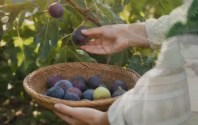 Hand pflückt eine reife Feige über einem flachen Korb mit Früchten; Thema Kirschbäume, Schwerpunkt Fehlerhilfe; Ausgangslage.