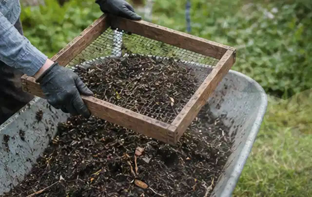 Behandschuhte Hände sieben reifen Kompost über einer Gartenschubkarre; Thema Kirschbäume, Schwerpunkt Gesundheit; Praxisalltag.