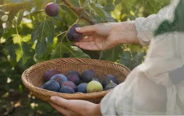 Hand pflückt eine reife Feige über einem flachen Korb mit Früchten; Thema Kirschbäume, Schwerpunkt Gewächshaus; Ergebnis.