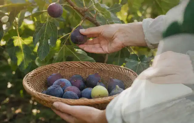 Hand pflückt eine reife Feige über einem flachen Korb mit Früchten; Thema Kirschbäume, Schwerpunkt Hochbeet; Ergebnis.