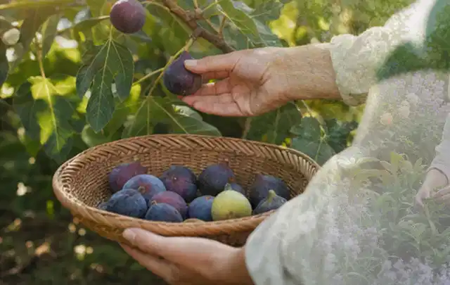 Hand pflückt eine reife Feige über einem flachen Korb mit Früchten; Thema Kirschbäume, Schwerpunkt Nährstoffe; Kontrolle.