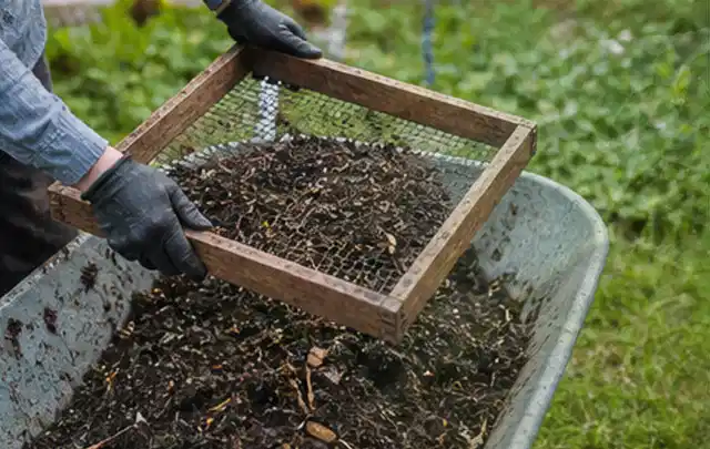 Behandschuhte Hände sieben reifen Kompost über einer Gartenschubkarre; Thema Kirschbäume, Schwerpunkt Obst; Ergebnis.