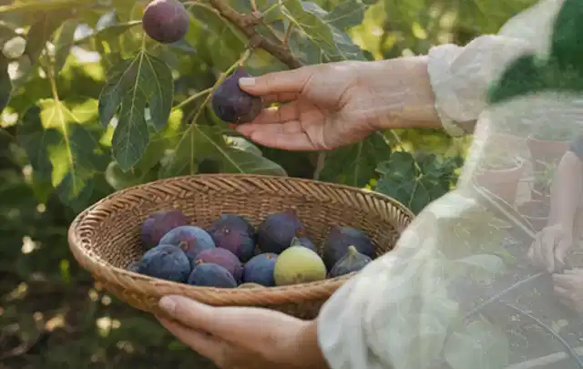 Hand pflückt eine reife Feige über einem flachen Korb mit Früchten; Thema Kirschbäume, Schwerpunkt Pflanzenschutz; Ausgangslage.