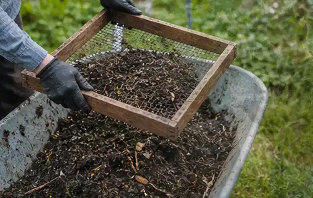 Behandschuhte Hände sieben reifen Kompost über einer Gartenschubkarre; Thema Kirschbäume, Schwerpunkt Pflanzenschutz; Umsetzung.
