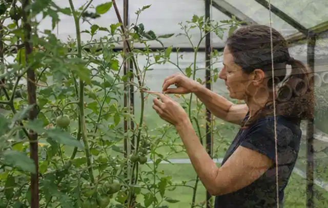 Person bindet junge Tomatentriebe in einem privaten Gewächshaus vorsichtig an; Thema Kirschbäume, Schwerpunkt Pflanzenschutz; Praxisalltag.
