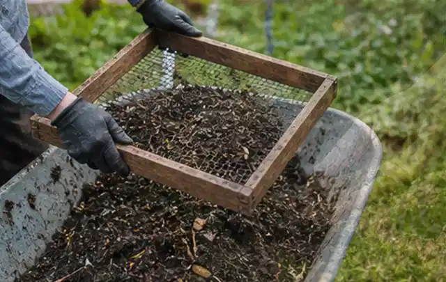 Behandschuhte Hände sieben reifen Kompost über einer Gartenschubkarre; Thema Kirschbäume, Schwerpunkt Pflanzung; Kontrolle.