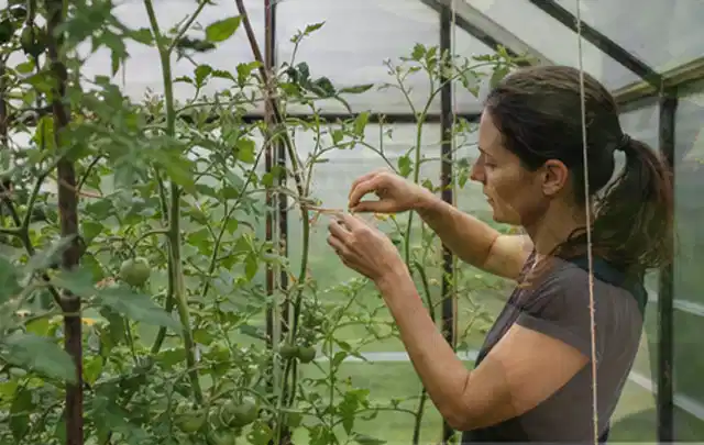 Person bindet junge Tomatentriebe in einem privaten Gewächshaus vorsichtig an; Thema Kirschbäume, Schwerpunkt Schnitt; Ausgangslage.