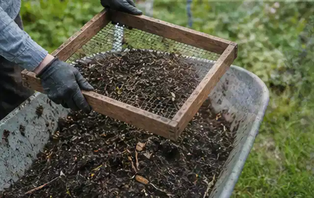 Behandschuhte Hände sieben reifen Kompost über einer Gartenschubkarre; Thema Kirschbäume, Schwerpunkt Schnitt; Praxisalltag.