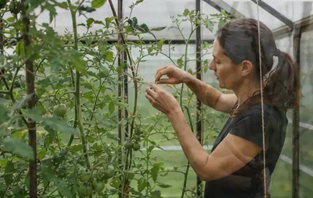 Person bindet junge Tomatentriebe in einem privaten Gewächshaus vorsichtig an; Thema Kirschbäume, Schwerpunkt Sortenwahl; Kontrolle.