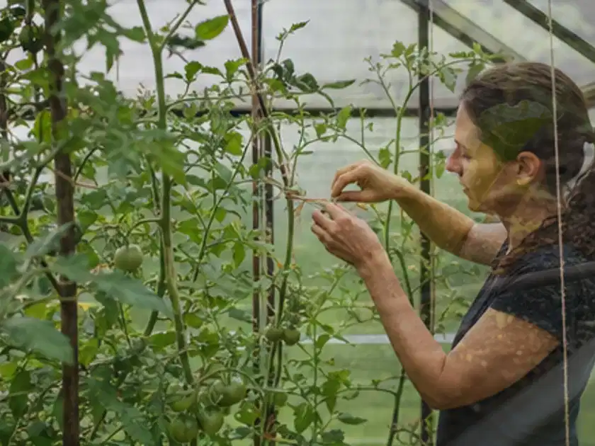 Person bindet junge Tomatentriebe in einem privaten Gewächshaus vorsichtig an; Thema Kiwi, Schwerpunkt Anbau; Titelbild.