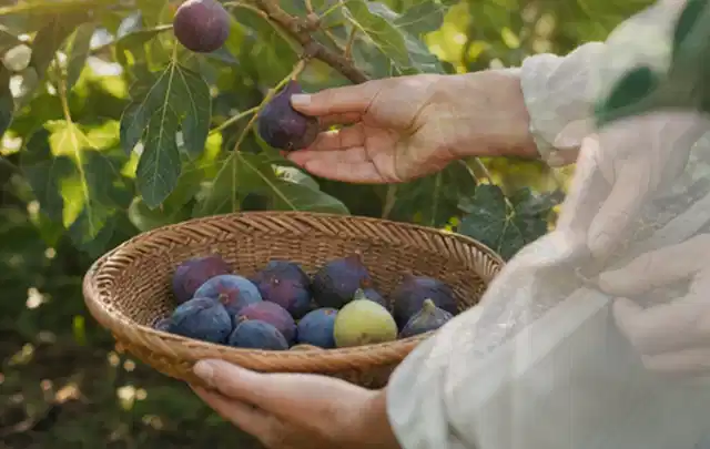 Hand pflückt eine reife Feige über einem flachen Korb mit Früchten; Thema Kiwi, Schwerpunkt Anbau; Ausgangslage.