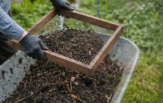Behandschuhte Hände sieben reifen Kompost über einer Gartenschubkarre; Thema Kiwi, Schwerpunkt Anbau; Ergebnis.