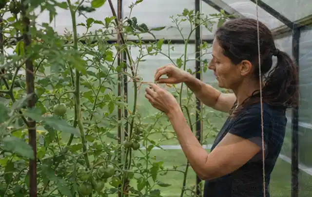Person bindet junge Tomatentriebe in einem privaten Gewächshaus vorsichtig an; Thema Kiwi, Schwerpunkt Aussaat; Ausgangslage.