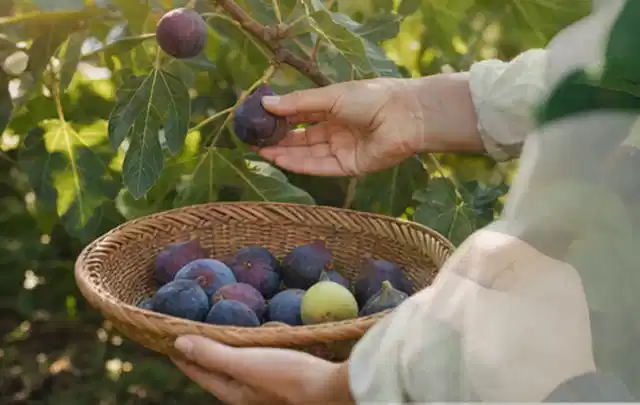 Hand pflückt eine reife Feige über einem flachen Korb mit Früchten; Thema Kiwi, Schwerpunkt Bewässerung; Ausgangslage.