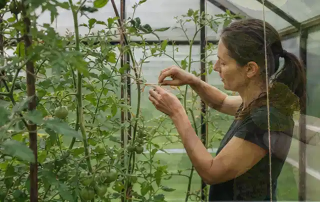 Person bindet junge Tomatentriebe in einem privaten Gewächshaus vorsichtig an; Thema Kiwi, Schwerpunkt Boden; Umsetzung.