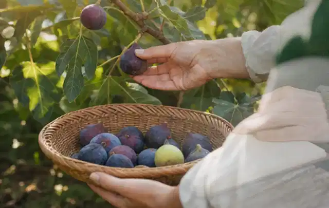 Hand pflückt eine reife Feige über einem flachen Korb mit Früchten; Thema Kiwi, Schwerpunkt Boden; Kontrolle.