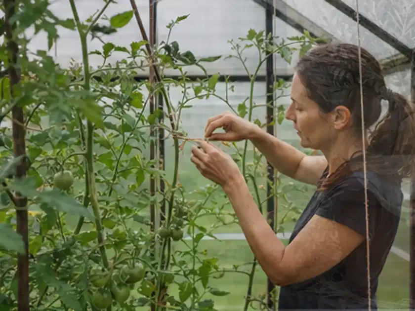 Person bindet junge Tomatentriebe in einem privaten Gewächshaus vorsichtig an; Thema Kiwi, Schwerpunkt Einsteigerwissen; Titelbild.