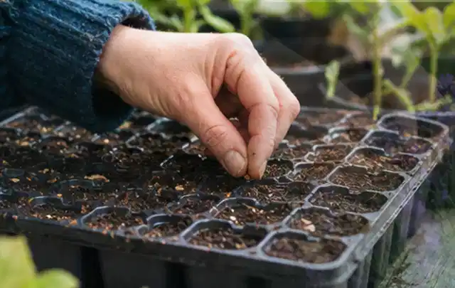 Hand legt einzelne Samen in vorbereitete Anzuchtschalen mit lockerer Erde; Thema Kiwi, Schwerpunkt Einsteigerwissen; Praxisalltag.