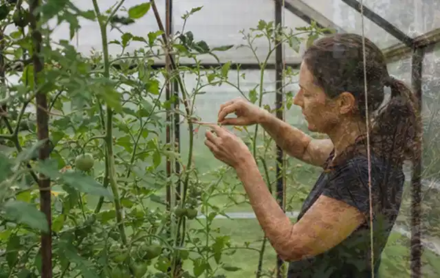 Person bindet junge Tomatentriebe in einem privaten Gewächshaus vorsichtig an; Thema Kiwi, Schwerpunkt Ernte; Umsetzung.