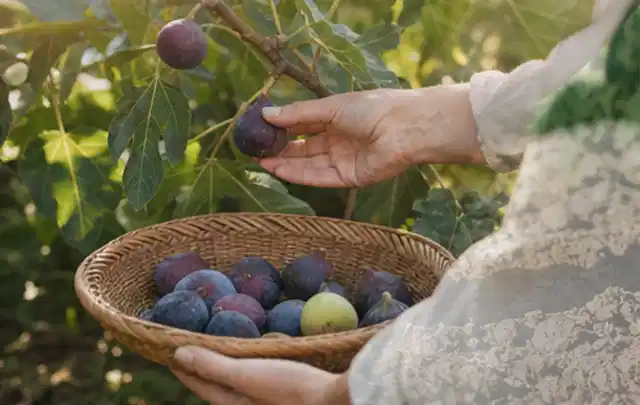 Hand pflückt eine reife Feige über einem flachen Korb mit Früchten; Thema Kiwi, Schwerpunkt Ernte; Praxisalltag.
