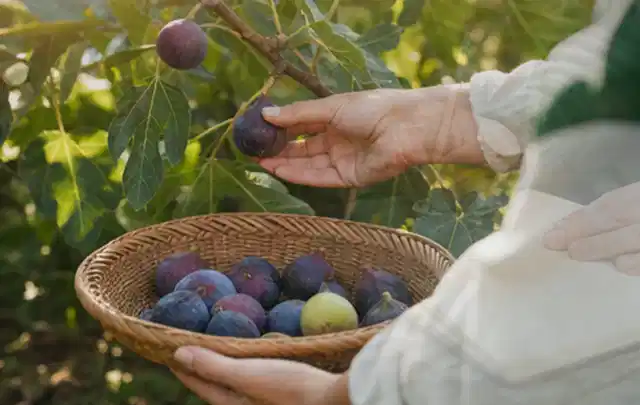Hand pflückt eine reife Feige über einem flachen Korb mit Früchten; Thema Kiwi, Schwerpunkt Ernteprobleme; Umsetzung.