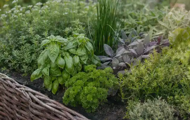 Dichtes Hochbeet mit Basilikum Schnittlauch Petersilie Salbei und weiteren Küchenkräutern; Thema Kiwi, Schwerpunkt Ernteprobleme; Kontrolle.