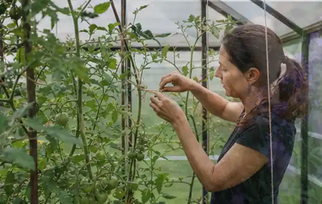 Person bindet junge Tomatentriebe in einem privaten Gewächshaus vorsichtig an; Thema Kiwi, Schwerpunkt Ernteprobleme; Praxisalltag.