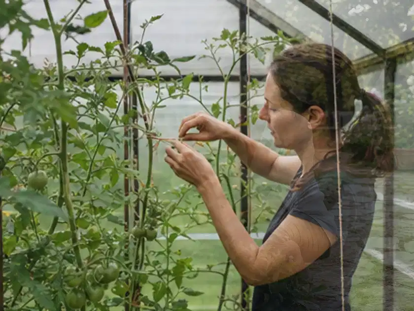 Person bindet junge Tomatentriebe in einem privaten Gewächshaus vorsichtig an; Thema Kiwi, Schwerpunkt Fehlerhilfe; Titelbild.