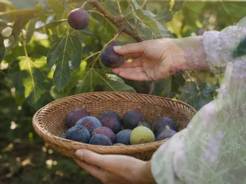 Hand pflückt eine reife Feige über einem flachen Korb mit Früchten; Thema Kiwi, Schwerpunkt Gewächshaus; Titelbild.