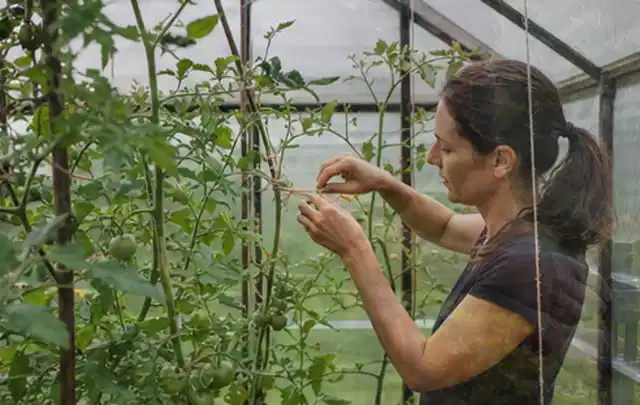 Person bindet junge Tomatentriebe in einem privaten Gewächshaus vorsichtig an; Thema Kiwi, Schwerpunkt Lagerung; Ergebnis.