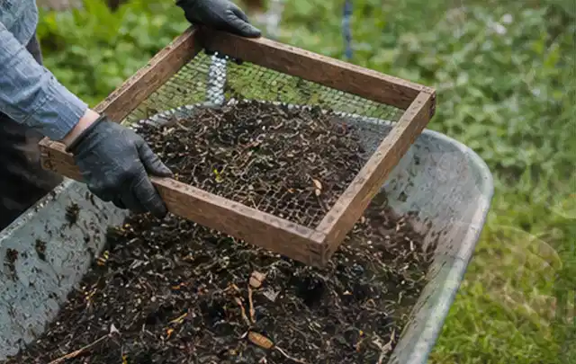 Behandschuhte Hände sieben reifen Kompost über einer Gartenschubkarre; Thema Kiwi, Schwerpunkt Nährstoffe; Ergebnis.