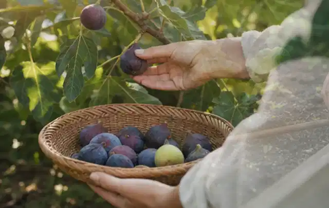 Hand pflückt eine reife Feige über einem flachen Korb mit Früchten; Thema Kiwi, Schwerpunkt Obst; Ausgangslage.