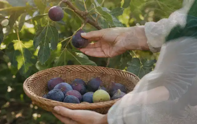 Hand pflückt eine reife Feige über einem flachen Korb mit Früchten; Thema Kiwi, Schwerpunkt Pflanzung; Kontrolle.