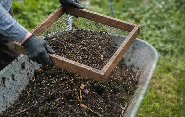 Behandschuhte Hände sieben reifen Kompost über einer Gartenschubkarre; Thema Kiwi, Schwerpunkt Pflanzung; Ergebnis.