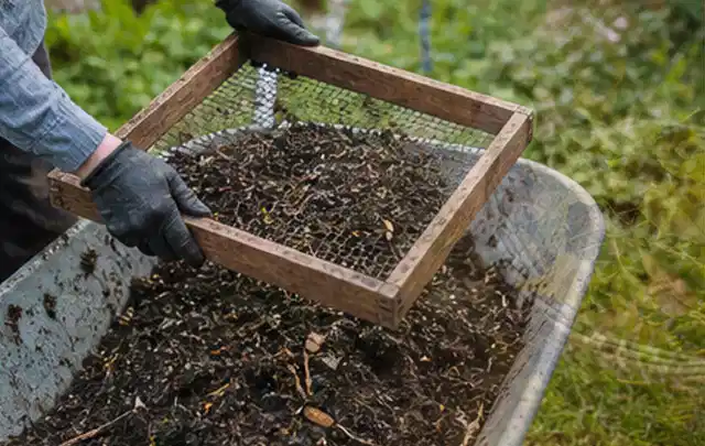 Behandschuhte Hände sieben reifen Kompost über einer Gartenschubkarre; Thema Kiwi, Schwerpunkt Schnitt; Umsetzung.