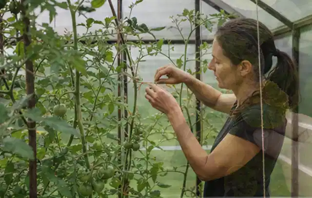 Person bindet junge Tomatentriebe in einem privaten Gewächshaus vorsichtig an; Thema Kiwi, Schwerpunkt Schnitt; Ergebnis.