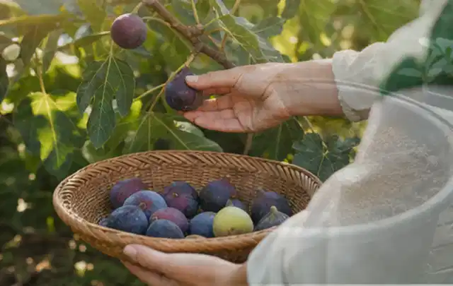 Hand pflückt eine reife Feige über einem flachen Korb mit Früchten; Thema Kiwi, Schwerpunkt Standort; Umsetzung.