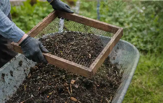 Behandschuhte Hände sieben reifen Kompost über einer Gartenschubkarre; Thema Kiwi, Schwerpunkt Standort; Kontrolle.