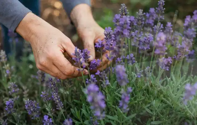 Hände pflegen blühenden Lavendel in einem natürlich angelegten Gartenbeet; Thema Kletterpflanzen, Schwerpunkt Bewässerung; Ergebnis.