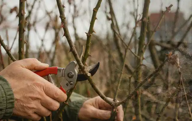 Hände schneiden einen älteren Rosenstrauch mit einer sauberen Gartenschere; Thema Kletterpflanzen, Schwerpunkt Düngung; Umsetzung.