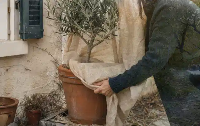 Person umhüllt eine mediterrane Kübelpflanze mit atmungsaktivem Winterschutz; Thema Kletterpflanzen, Schwerpunkt Düngung; Ergebnis.