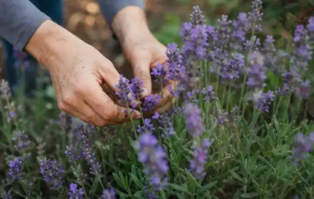 Hände pflegen blühenden Lavendel in einem natürlich angelegten Gartenbeet; Thema Kletterpflanzen, Schwerpunkt Einsteigerwissen; Ausgangslage.