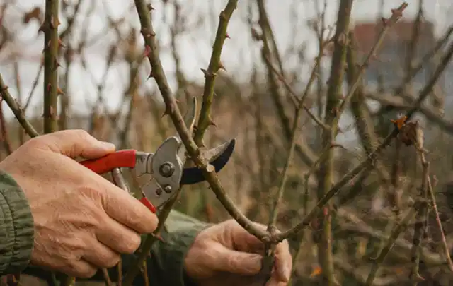 Hände schneiden einen älteren Rosenstrauch mit einer sauberen Gartenschere; Thema Kletterpflanzen, Schwerpunkt Einsteigerwissen; Ergebnis.