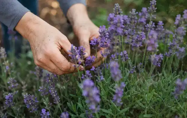 Hände pflegen blühenden Lavendel in einem natürlich angelegten Gartenbeet; Thema Kletterpflanzen, Schwerpunkt Fehlerhilfe; Ausgangslage.