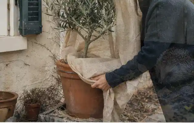 Person umhüllt eine mediterrane Kübelpflanze mit atmungsaktivem Winterschutz; Thema Kletterpflanzen, Schwerpunkt Fehlerhilfe; Praxisalltag.