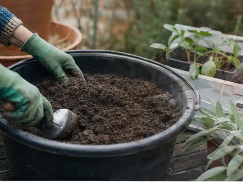 Behandschuhte Hände bereiten lockere Pflanzerde in einem großen Kübel vor; Thema Kletterpflanzen, Schwerpunkt Gartenpraxis; Titelbild.