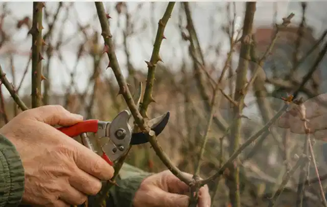Hände schneiden einen älteren Rosenstrauch mit einer sauberen Gartenschere; Thema Kletterpflanzen, Schwerpunkt Gartenpraxis; Ausgangslage.