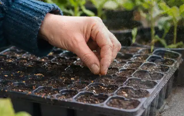 Hand legt einzelne Samen in vorbereitete Anzuchtschalen mit lockerer Erde; Thema Kletterpflanzen, Schwerpunkt Gartenpraxis; Umsetzung.